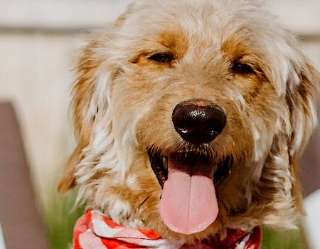 A happy shaggy dog sits outdoors on a patio with people lounging in sunglasses behind it.